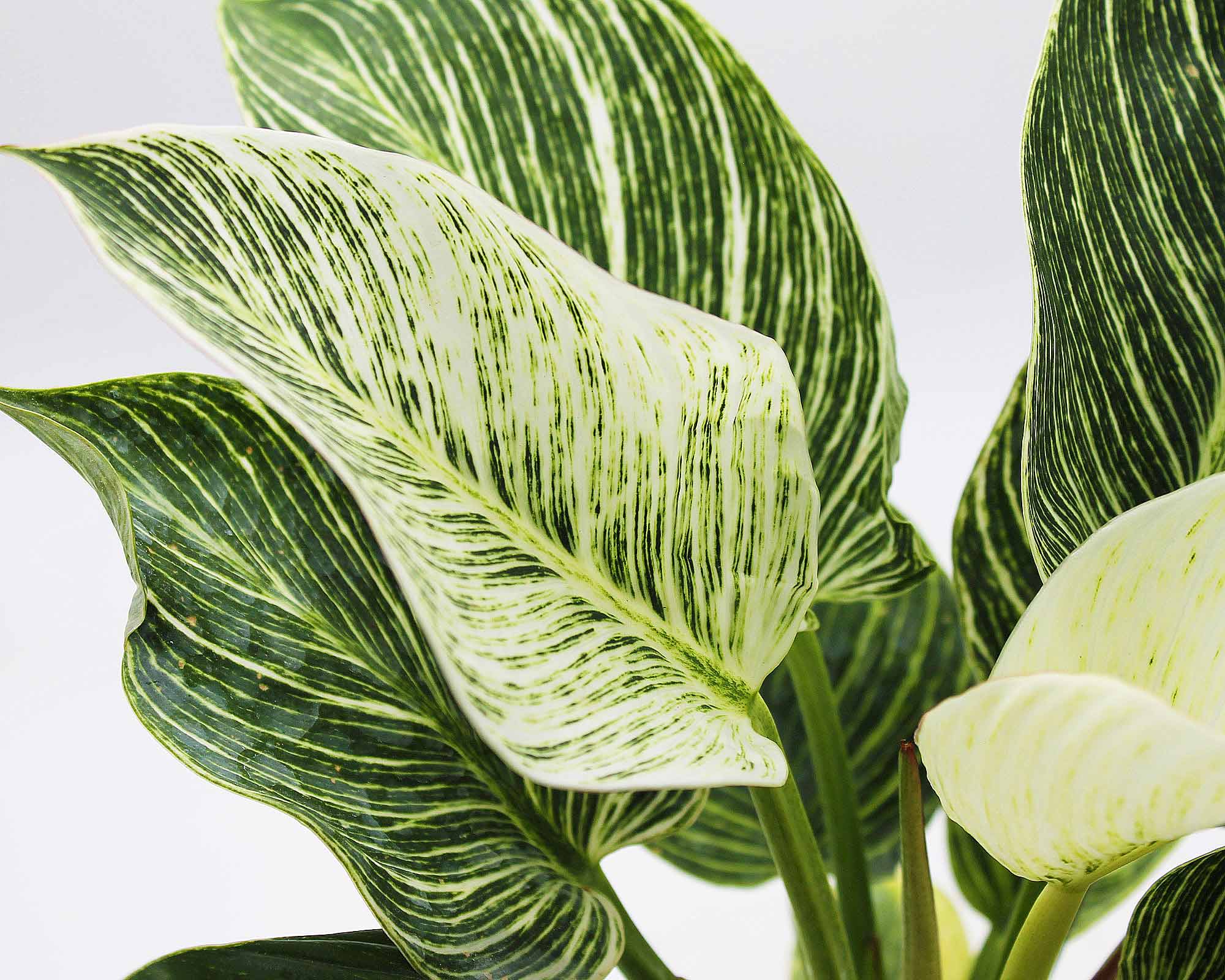 Philodendron birkin white - immagine 2