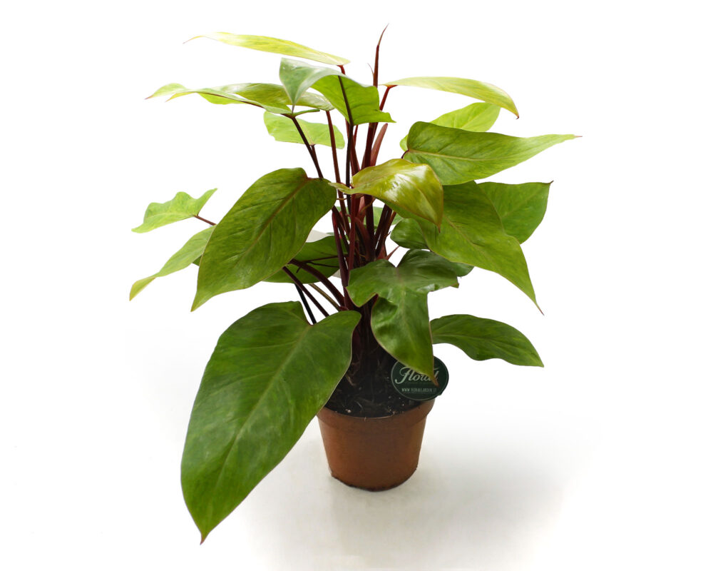 FILODENDRO PHILODENDRON PAINTED LADY H60 V17 FPPLH60V17
