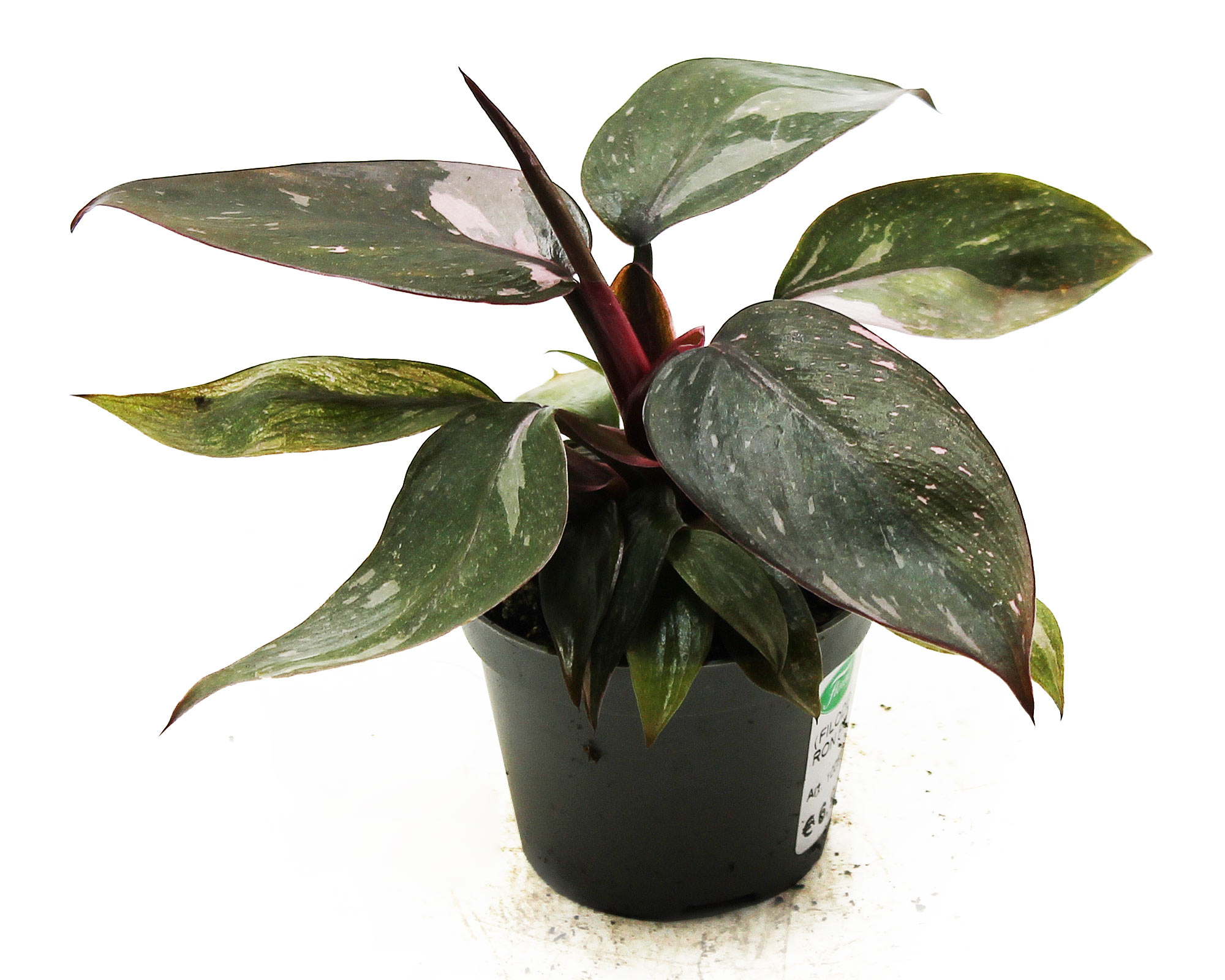 FILODENDRO PHILODENDRON PINK PRINCESS V6 FPPPV6