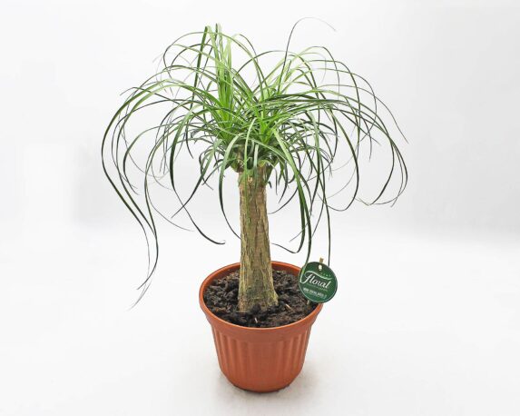 Mangiafungo Beaucarnea recurvata