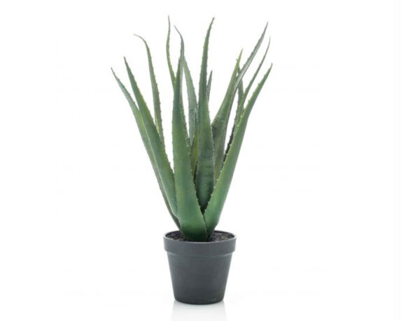 Pianta Aloe 14 Foglie In Vaso