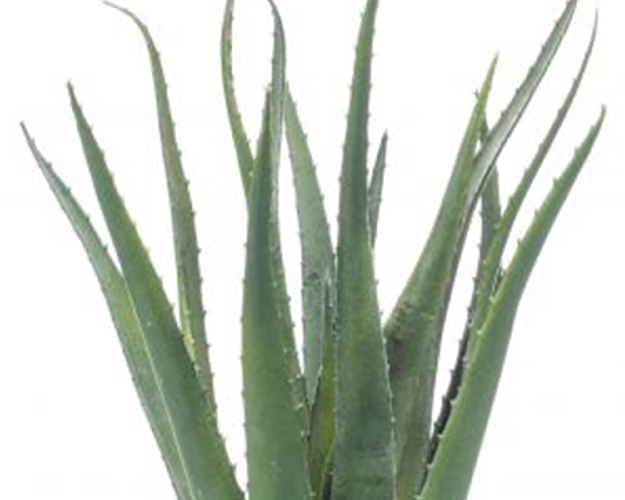 Pianta Aloe 14 Foglie In Vaso - immagine 2