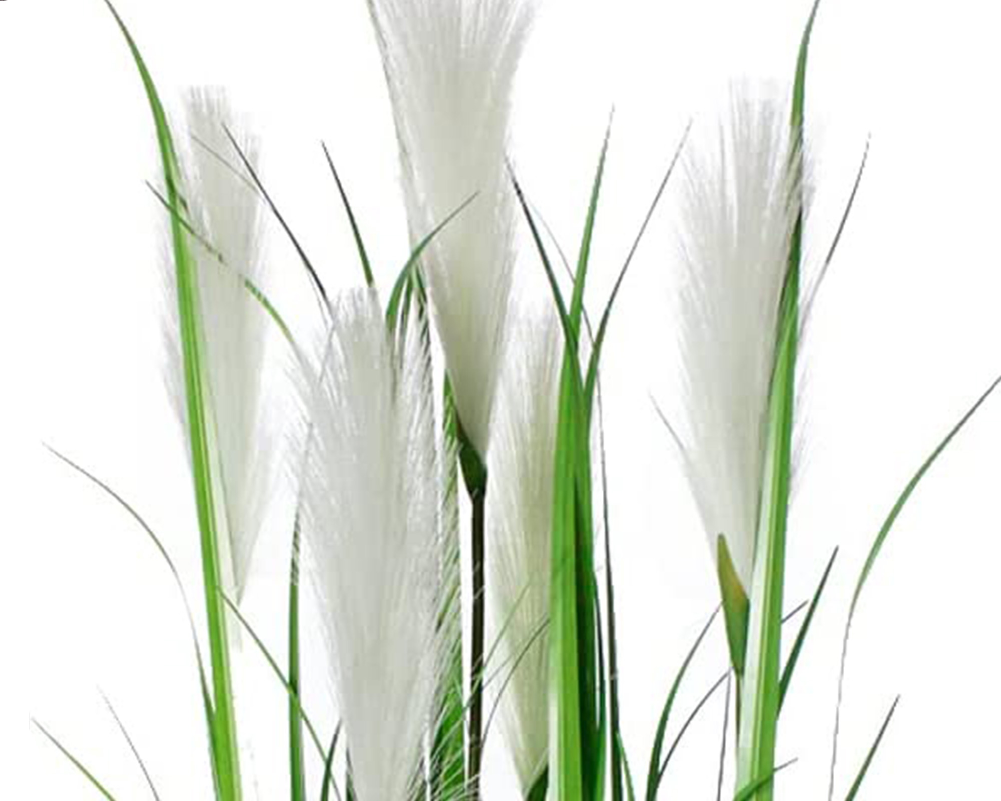 Pianta Erbafosso Ciuffo In Vaso - immagine 2