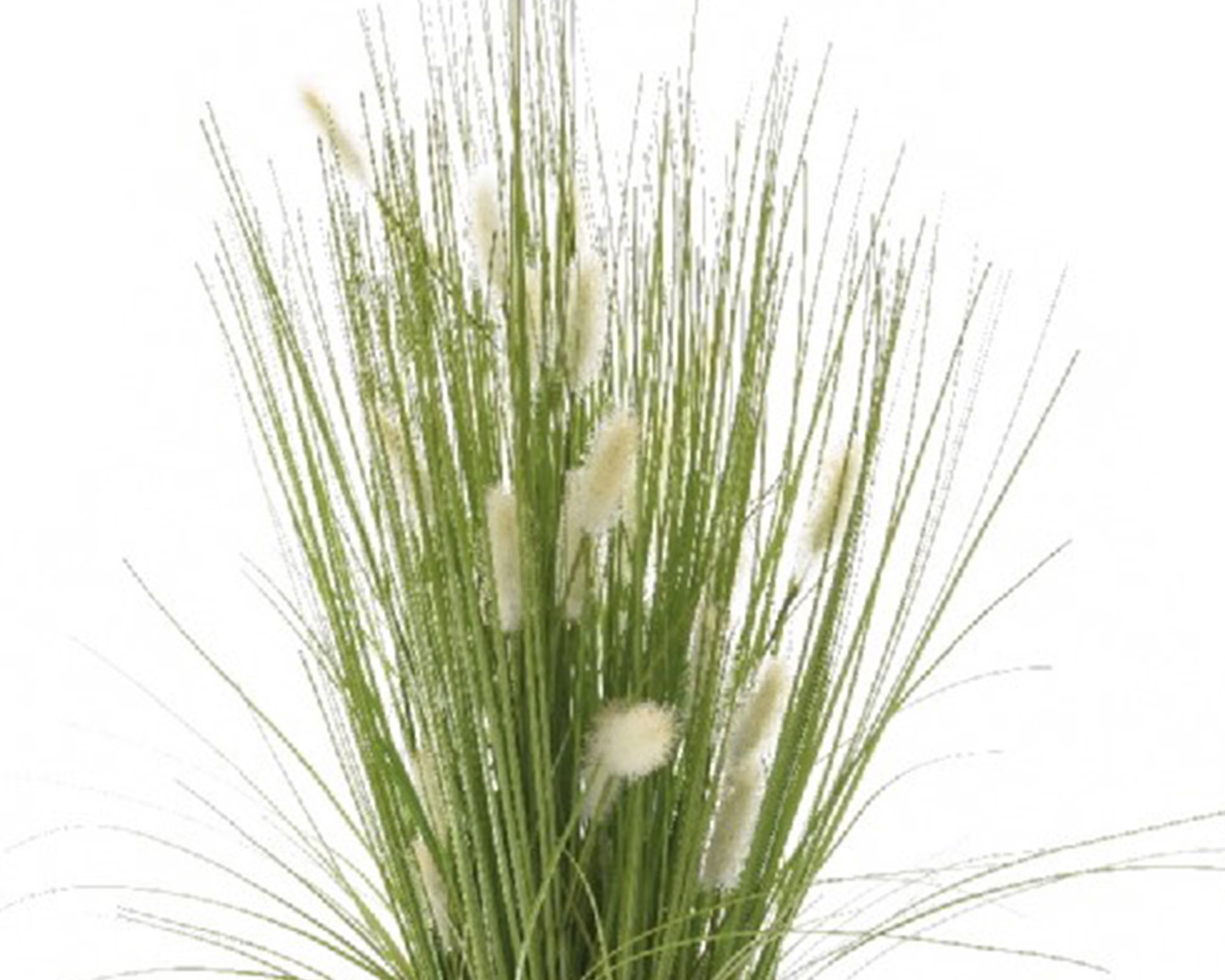 Pianta Erbafosso In Vaso Bianco - immagine 2