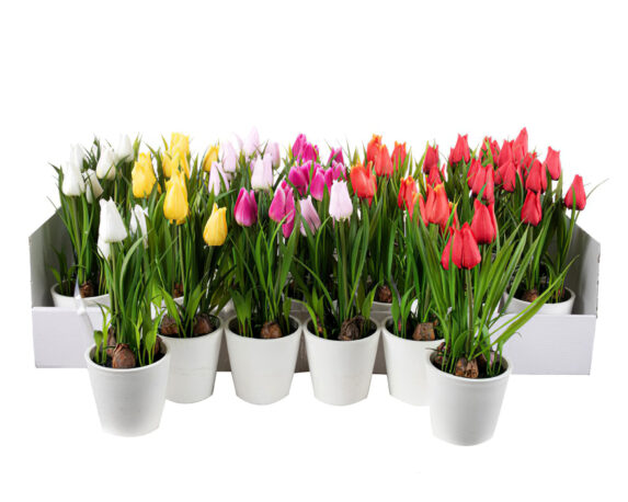 Tulipano Fiore Artificiale con Cachepot in PVC