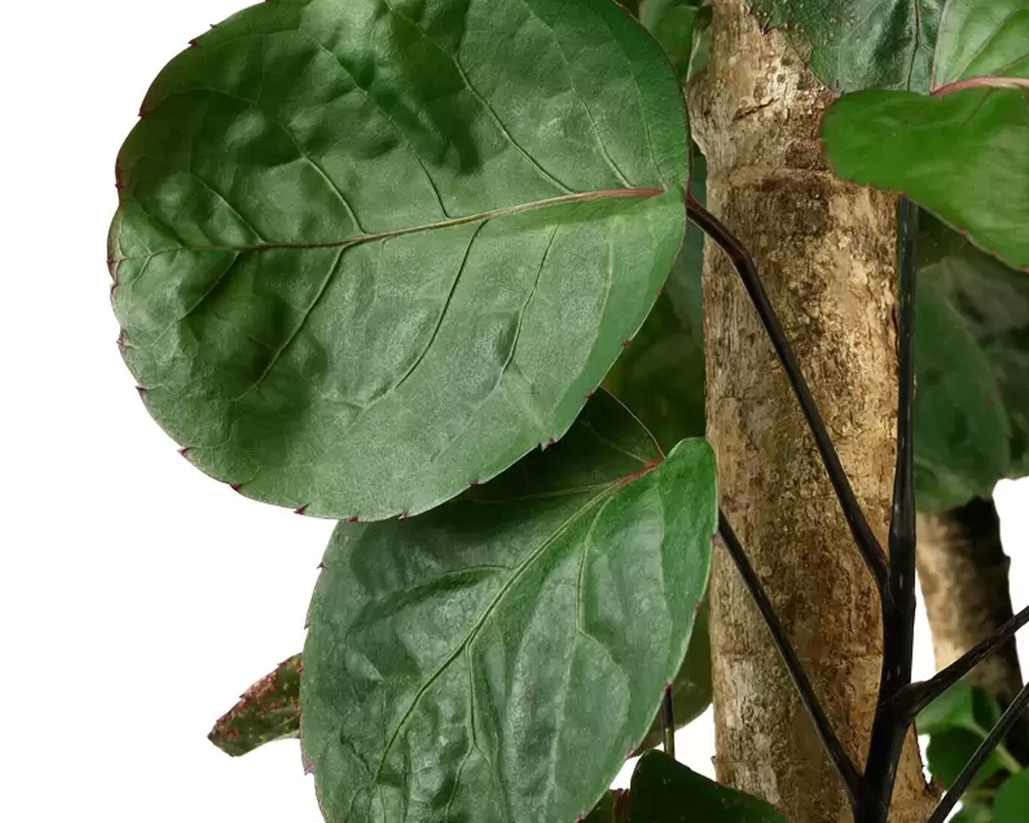 Polyscias Pianta Sintetica - immagine 2