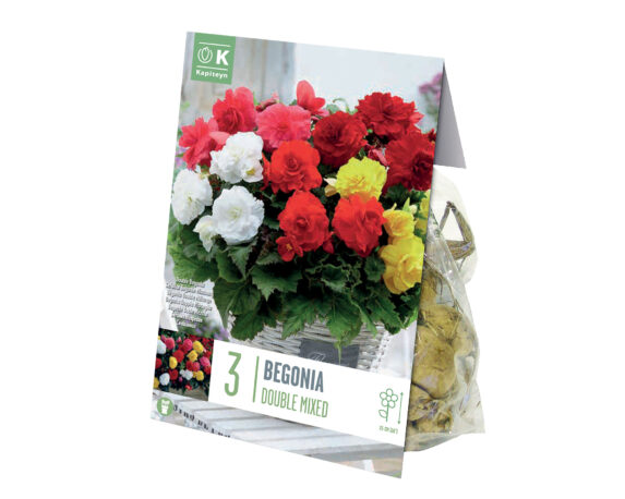 BULBO BEGONIA DOUBLE MIX COLOR X 3 665025