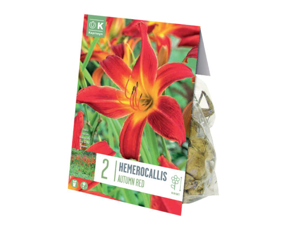 X2 Bulbo Hemerocallis Autumn Red – Kapiteyn