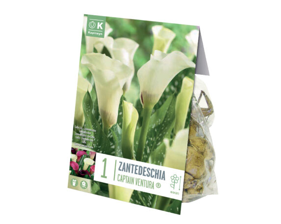 X1 Bulbo Zantedeschia Capitan Ventura (Calla) – Kapiteyn