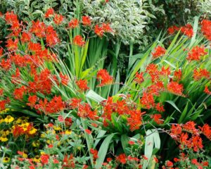 Mix Di Bulbi Di Croco Gigante – 200 Pezzi, 5 Varietà, Resistenti All'inverno, Per Giardino, Vasi E Balcone