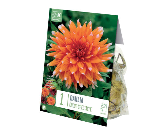 X1 Bulbo Dahlia Color Spectacle (Dalia) – Kapiteyn