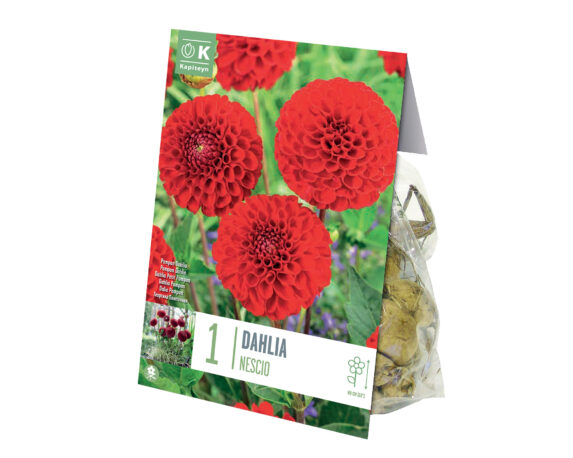 X1 Bulbo Dahlia Pompom Nescio (Dalia) – Kapiteyn