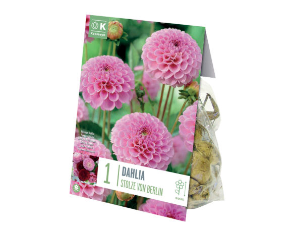 X1 Bulbo Dahlia Stolze Von Berlin (Dalia) – Kapiteyn