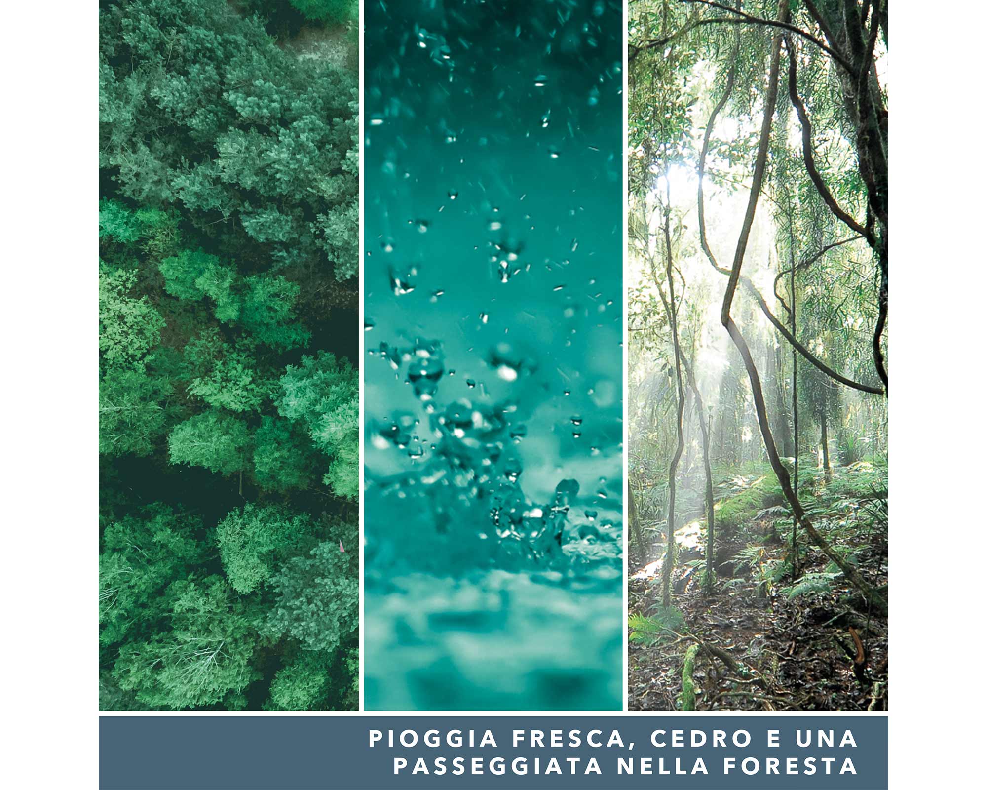 Giara Candela Media Signature Bayside Cedar - Yankee Candle - immagine 5