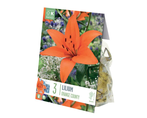 X3 Bulbo Lilium Asiatic Orange Country (Giglio) – Kapiteyn