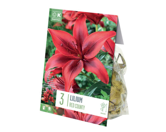 X3 Bulbo Lilium Asiatic Red Country (Giglio) – Kapiteyn