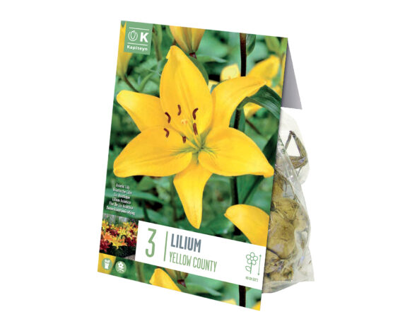 X3 Bulbo Lilium Asiatic Yellow Country (Giglio) – Kapiteyn