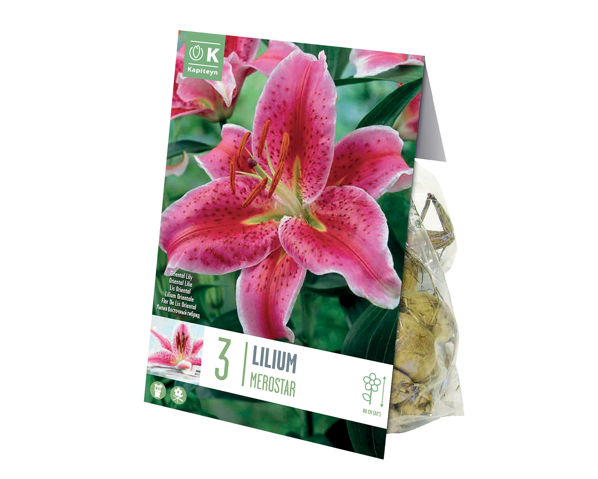X3 Bulbo Lilium Oriental Merostar (Giglio) - Kapiteyn
