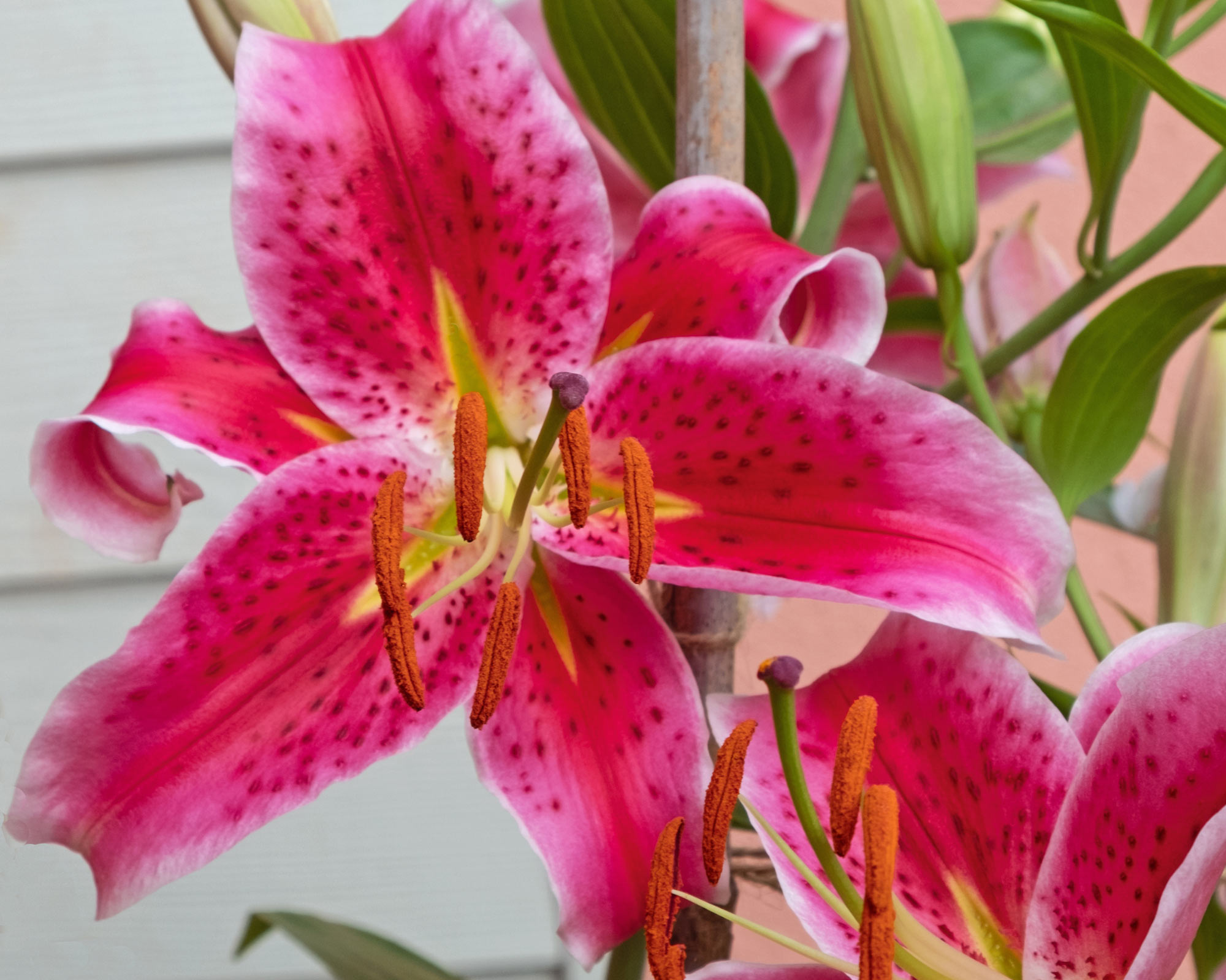 X3 Bulbo Lilium Oriental Merostar (Giglio) - Kapiteyn - immagine 2