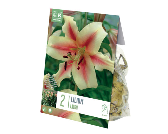 X2 Bulbo Lilium Oriental Trumpet Lavon (Giglio) – Kapiteyn