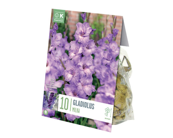 X10 Bulbo Gladiolus Milka (Gladiolo) – Kapiteyn