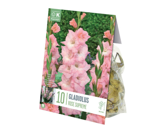 X10 Bulbo Gladiolus Rose Supreme (Gladiolo) – Kapiteyn