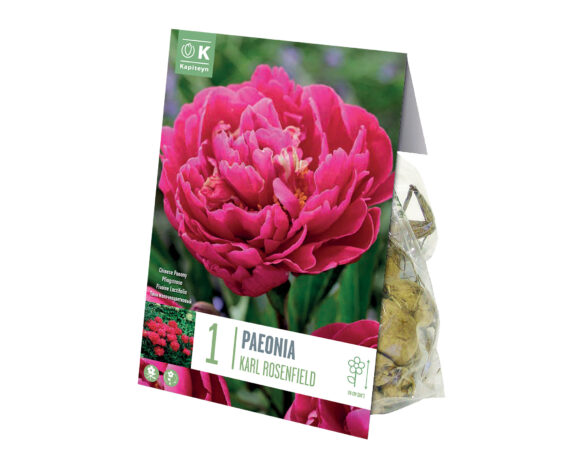 X1 Bulbo Peonia Lactiflora Karl Rosenfield (Peonia) – Kapiteyn