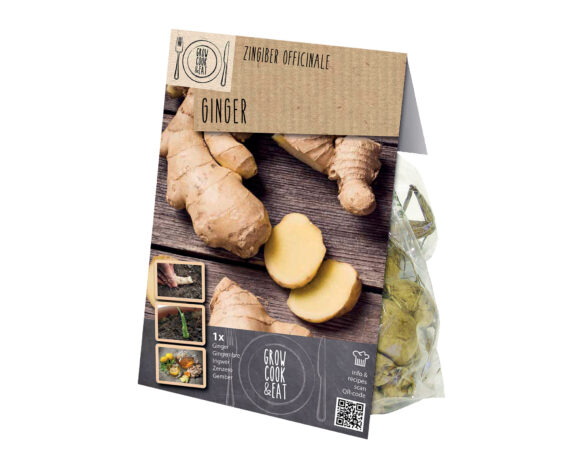 X1 Bulbo Zingiber Officinale (Zenzero) – Kapiteyn