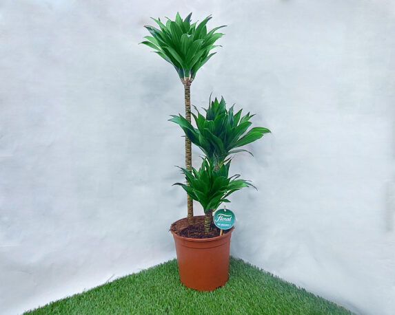 Dracaena compacta (Tronchetto della felicità)