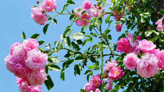 La Rosa, Fiore Di Maggio: Come Coltivarla E Prendersene Cura