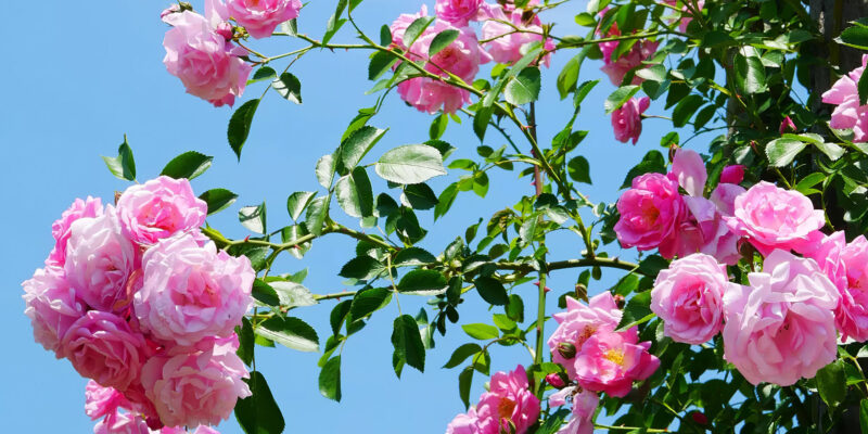 la pianta del mese di maggio la rosa 2