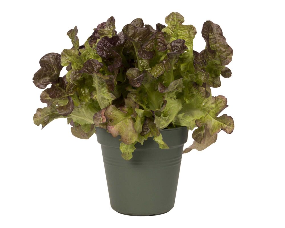 2000x1600 0000 green basics grow pot krulsla leafgreen.c2 1