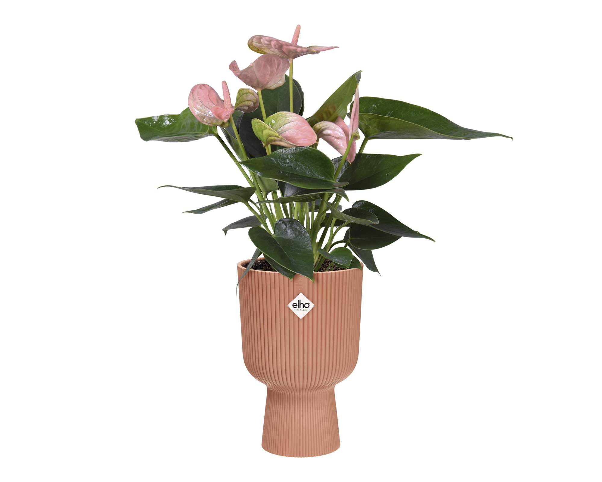Cachepot Coppa Vibes Rosa D14cm - Elho - immagine 3