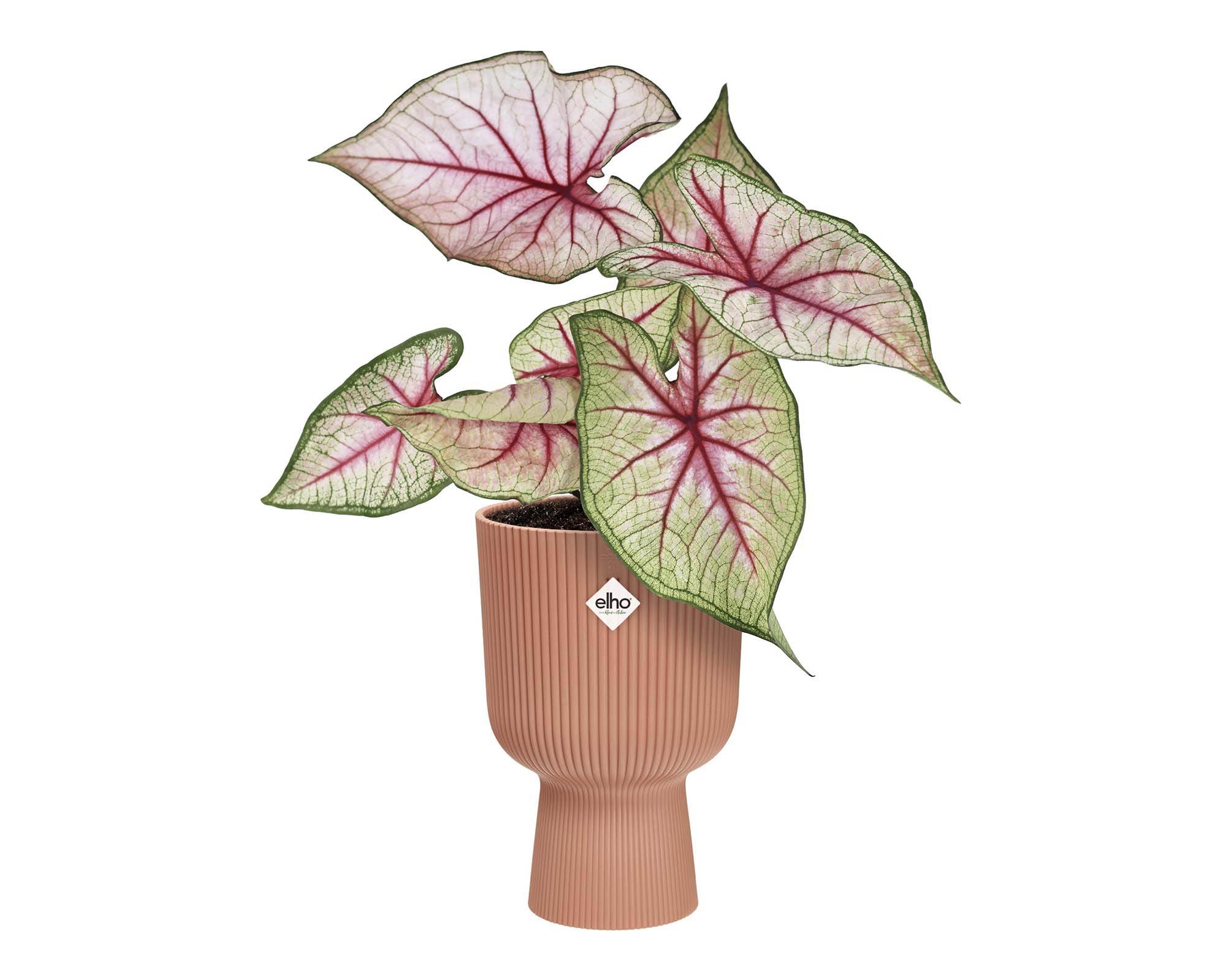 Cachepot Coppa Vibes Rosa D14cm - Elho - immagine 4