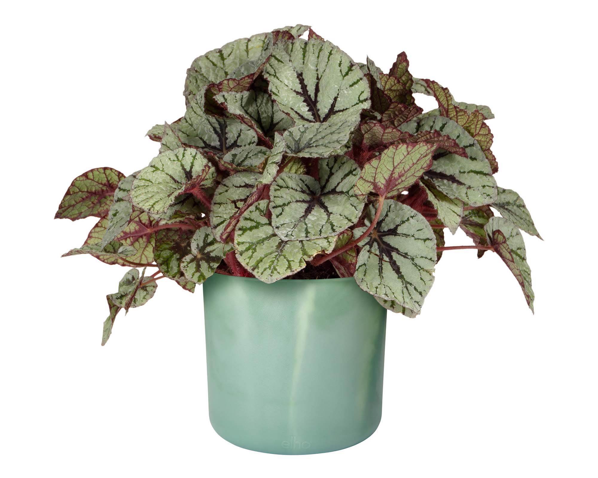 Cachepot Tondo Ocean Verde D14cm - Elho - immagine 4