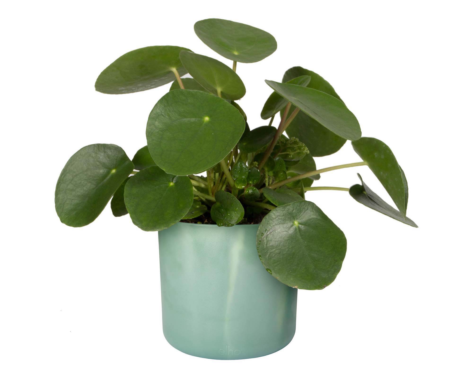 Cachepot Tondo Ocean Verde D14cm - Elho - immagine 6