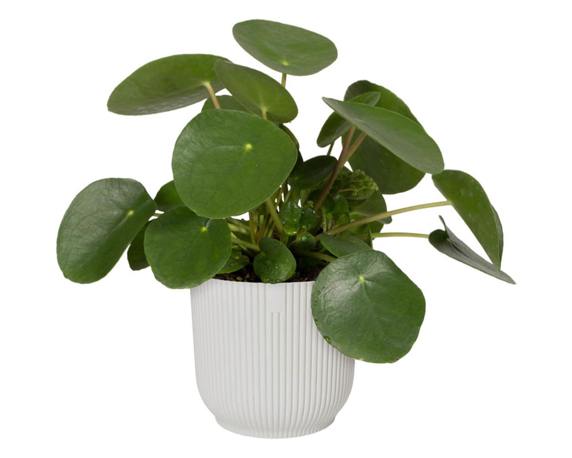 Cachepot Tondo con Ruote Vibes Bianco D22cm - Elho - immagine 4