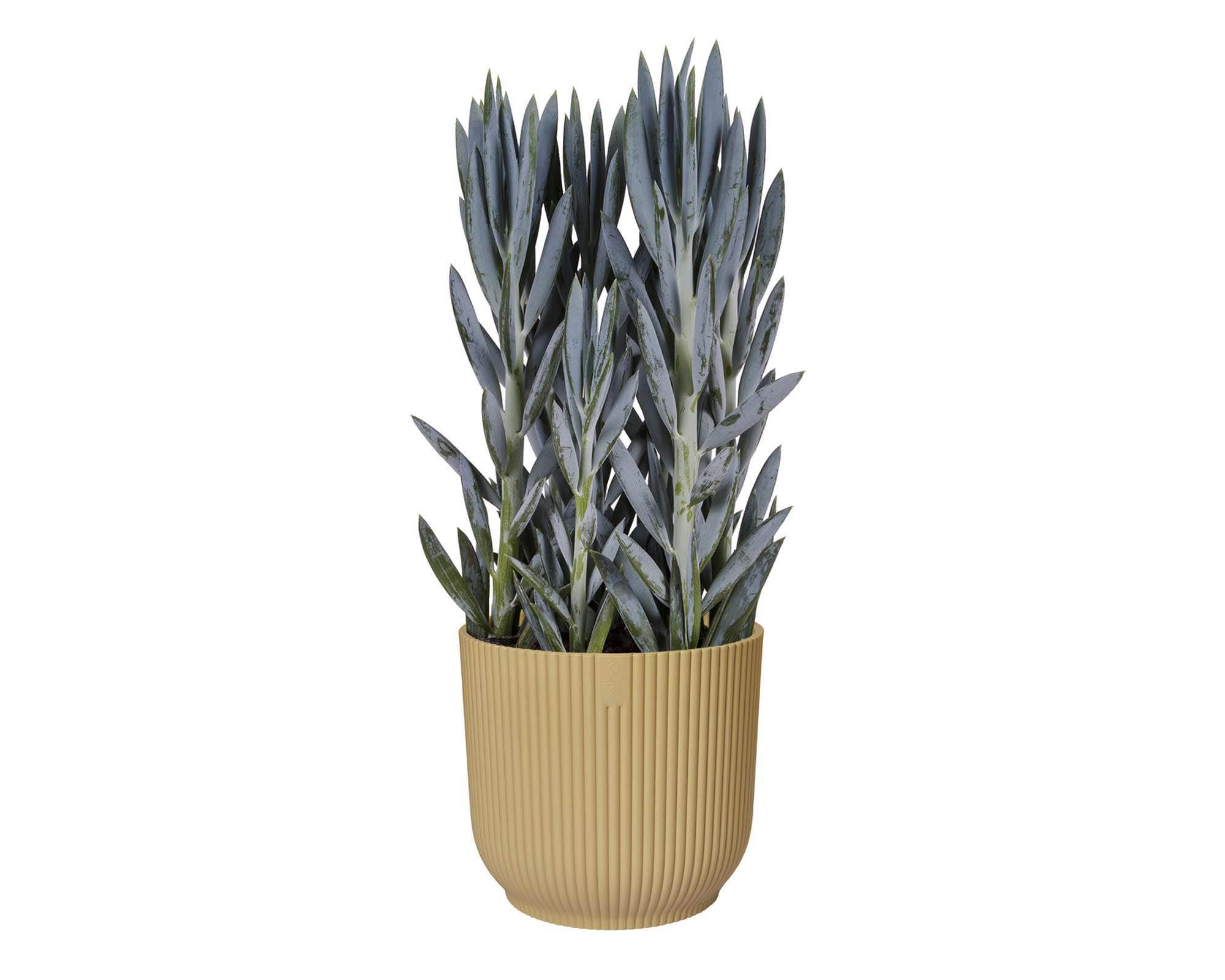 Cachepot Tondo Vibes Giallo D16cm - Elho - immagine 5