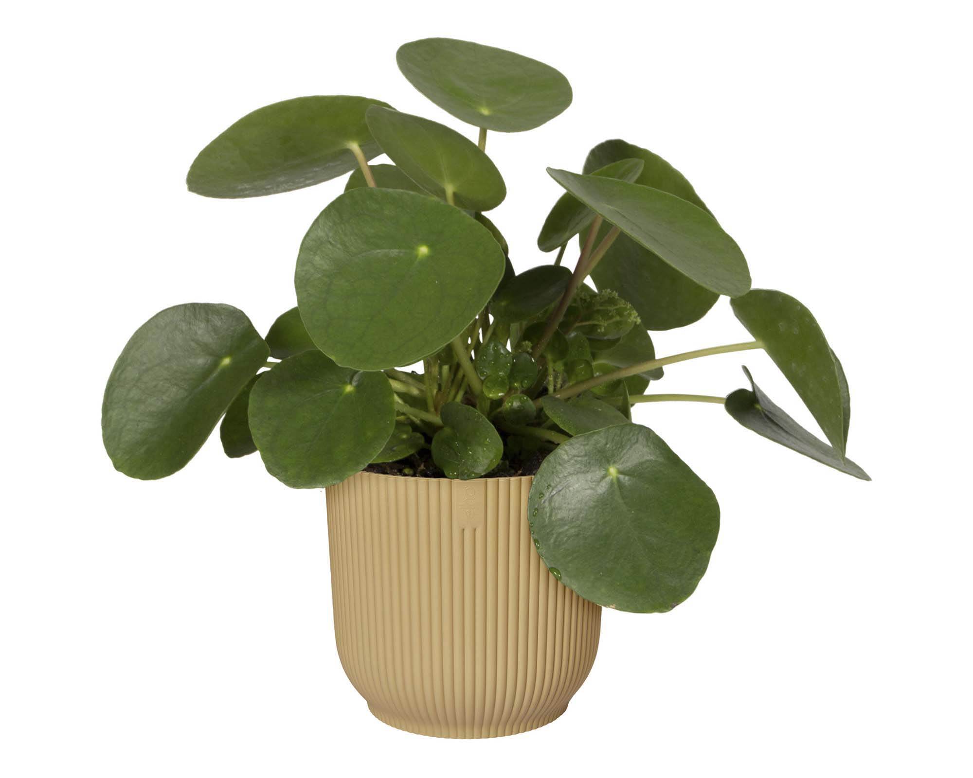 Cachepot Tondo Vibes Giallo D16cm - Elho - immagine 6