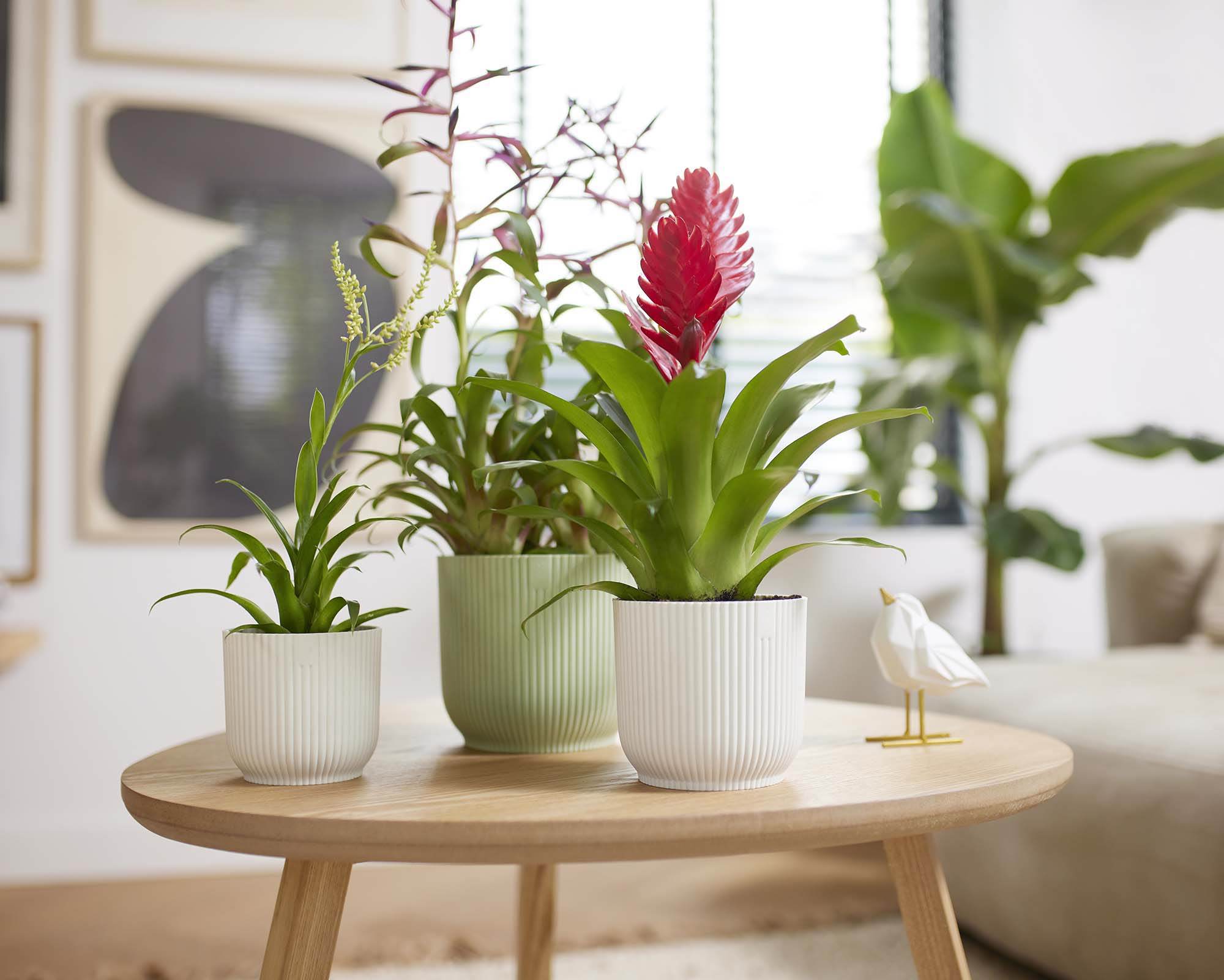 Cachepot Tondo Vibes Giallo D16cm - Elho - immagine 14