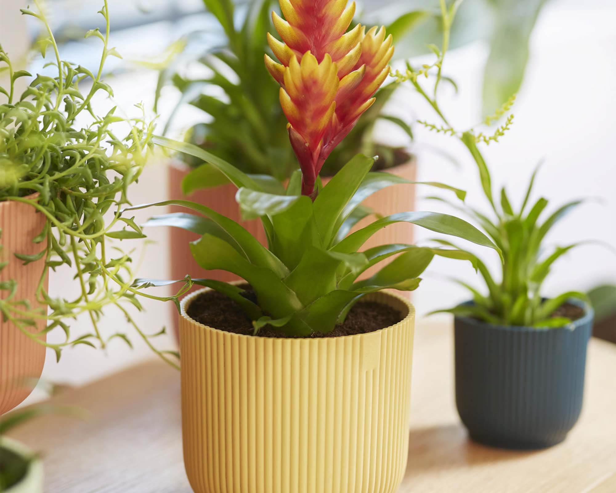 Cachepot Tondo Vibes Giallo D16cm - Elho - immagine 13