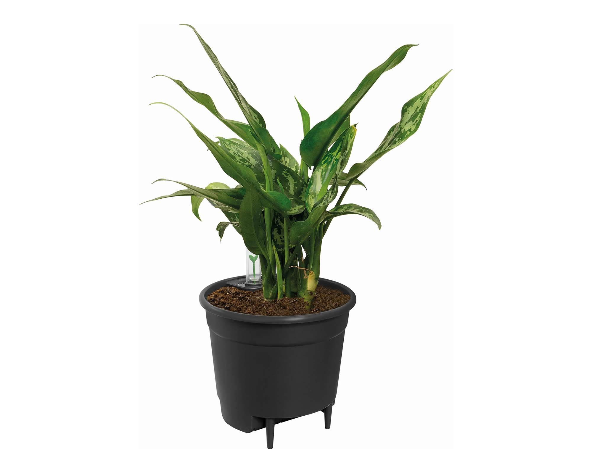 Cachepot Irrigatore Automatico Nero D36cm - Elho - immagine 2