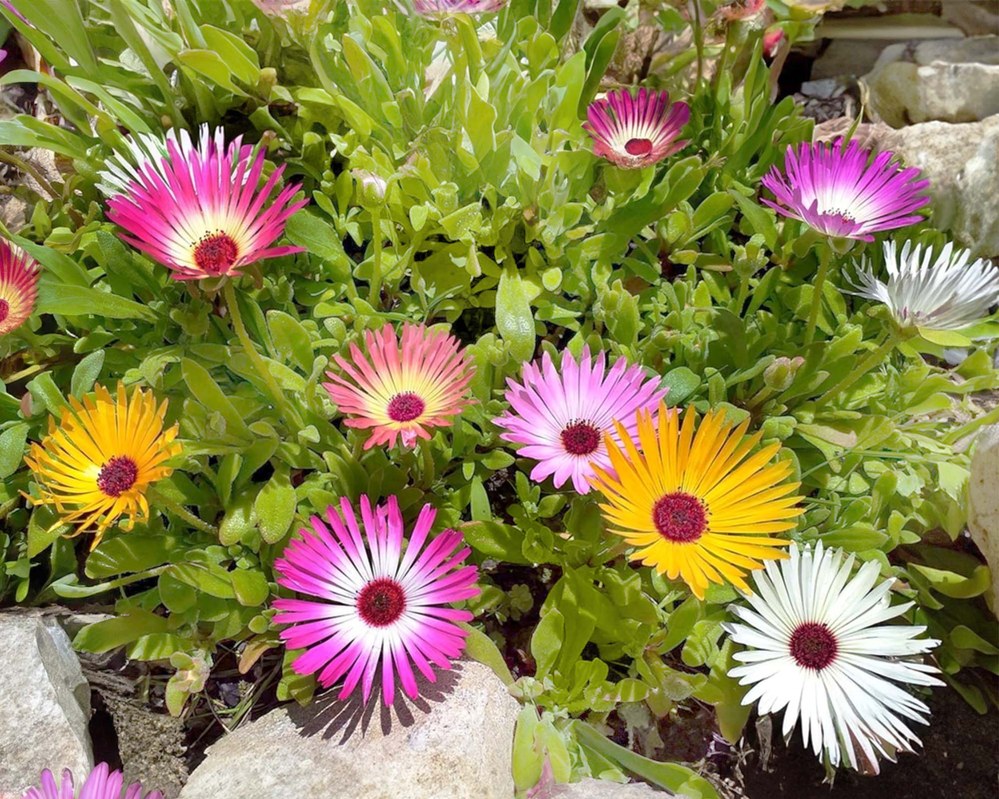 Semi di Esembricanto Multicolor - Franchi sementi - immagine 3