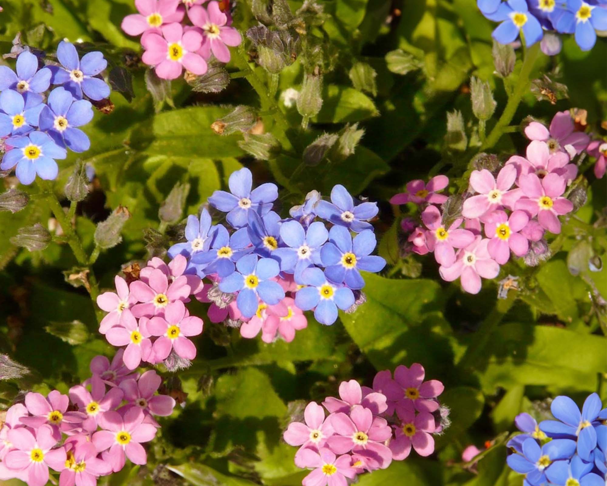 Semi di Non Ti Scordar Di Me Multicolor - Franchi sementi - immagine 3