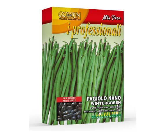 Semi di Fagiolo Nano Wintergreen – Franchi sementi