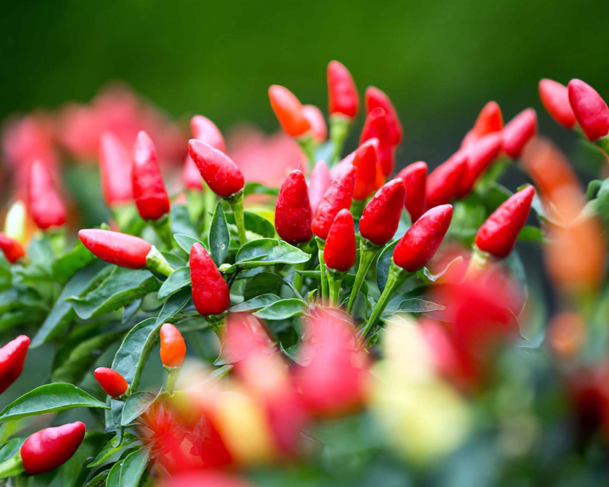 Semi di Peperoncino Etna - Franchi sementi - immagine 3