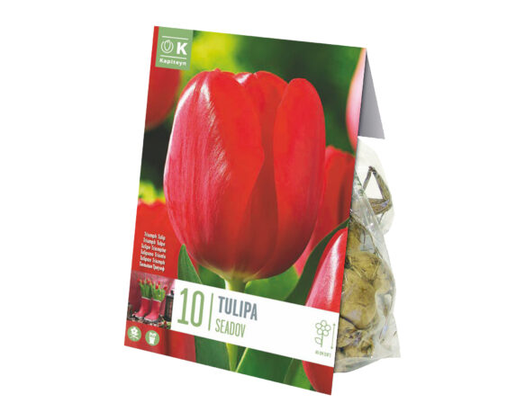 Bulbo Tulipa Seadov X10 (Tulipano) – Kapiteyn