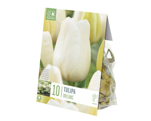 Bulbo Tulipa Orleans X10 (Tulipano) – Kapiteyn