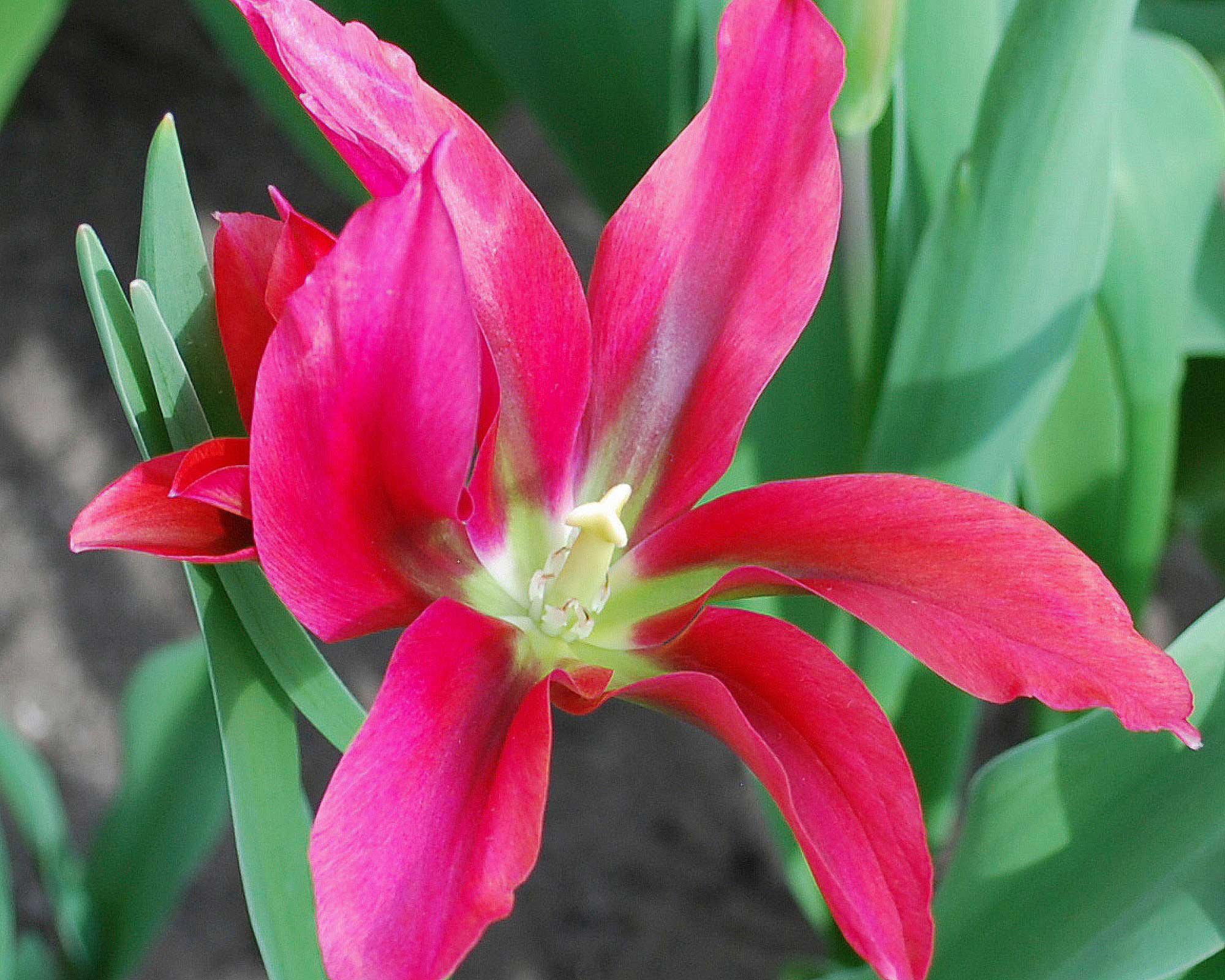 Bulbo Tulipa Doll's Minuet X8 (Tulipano) - Kapiteyn - immagine 2