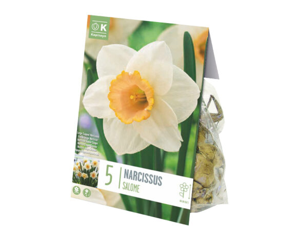Bulbo Narcissus Salome X5 (Narciso) – Kapiteyn